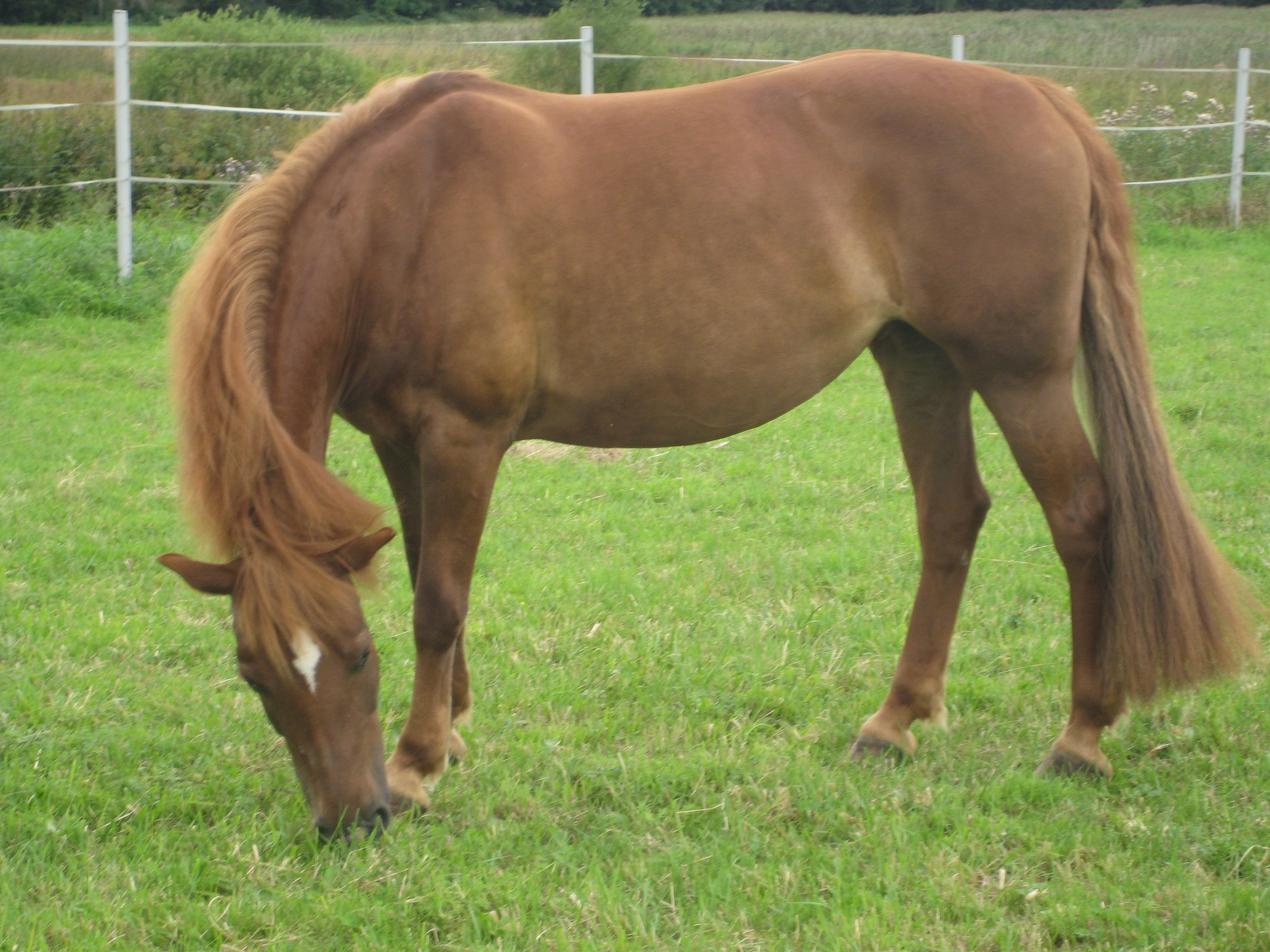 pferde (172) pferde (172)